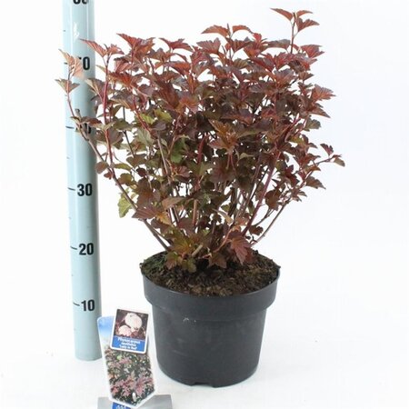 Physocarpus opulif. Lady in Red 30-40 cm cont. 2,0L - afbeelding 2
