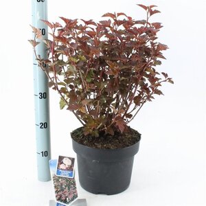 Physocarpus opulif. Lady in Red 30-40 cm cont. 2,0L - afbeelding 2