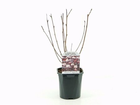 Physocarpus opulif. Lady in Red 30-40 cm cont. 2,0L - afbeelding 4