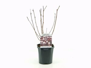 Physocarpus opulif. Lady in Red 30-40 cm cont. 2,0L - afbeelding 4