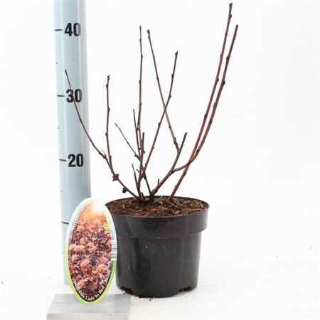 Physocarpus opulif. Lady in Red 30-40 cm cont. 2,0L - afbeelding 3