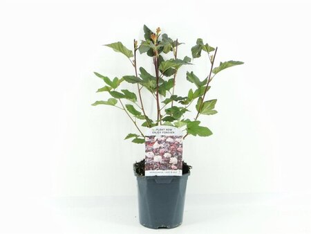 Physocarpus opulif. Lady in Red 30-40 cm cont. 2,0L - afbeelding 5