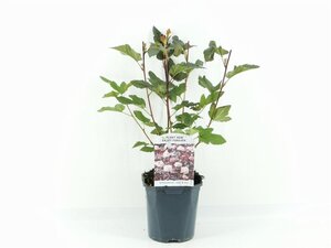 Physocarpus opulif. Lady in Red 30-40 cm cont. 2,0L - afbeelding 5