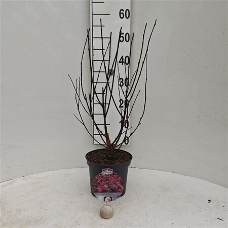 Physocarpus opulif. Lady in Red 30-40 cm cont. 3,0L - afbeelding 2