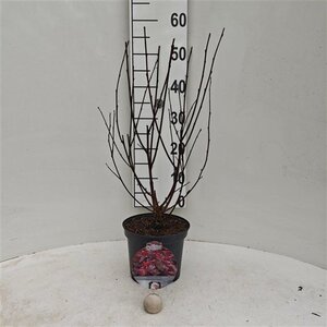 Physocarpus opulif. Lady in Red 30-40 cm cont. 3,0L - afbeelding 2