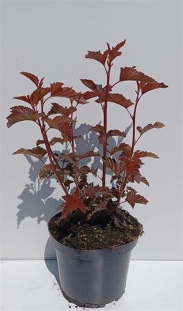 Physocarpus opulif. Lady in Red 30-40 cm cont. 3,0L