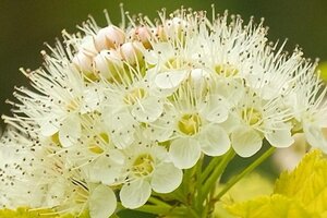 Physocarpus opulif. 'Luteus' 50-60 cm cont. 3,0L - afbeelding 2