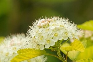 Physocarpus opulif. 'Luteus' 50-60 cm cont. 3,0L - afbeelding 5