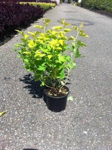 Physocarpus opulif. 'Nugget' 40-50 cm cont. 3,0L