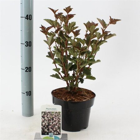 Physocarpus opulif. 'Red Baron' 25-30 cm cont. 2,0L - afbeelding 1
