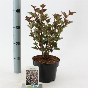 Physocarpus opulif. 'Red Baron' 25-30 cm cont. 2,0L