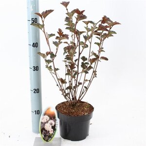 Physocarpus opulif. 'Red Baron' 25-30 cm cont. 2,0L - afbeelding 2