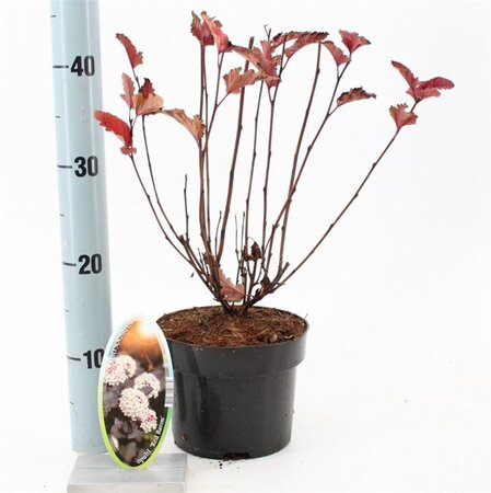Physocarpus opulif. 'Red Baron' 25-30 cm cont. 2,0L - afbeelding 3