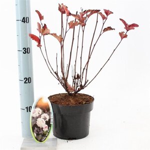 Physocarpus opulif. 'Red Baron' 25-30 cm cont. 2,0L - afbeelding 3