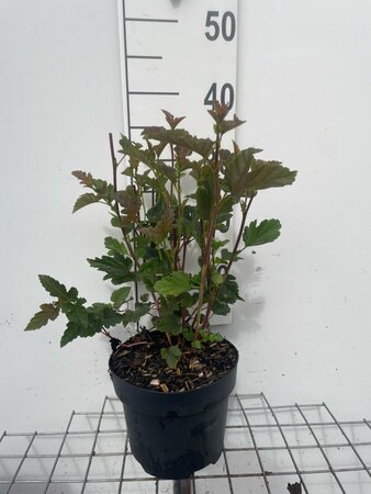 Physocarpus opulif. 'Red Baron' geen maat specificatie cont. 3,0L - afbeelding 2