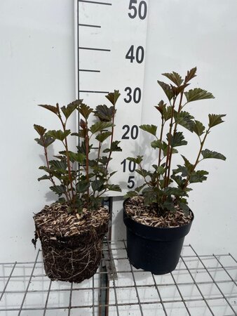 Physocarpus opulif. 'Red Baron' geen maat specificatie cont. 3,0L