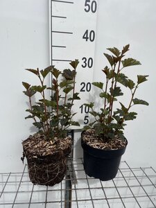 Physocarpus opulif. 'Red Baron' geen maat specificatie cont. 3,0L
