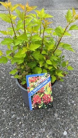 Physocarpus op. Raspberry Lemonade 25-30 cm cont. 3,0L - afbeelding 1