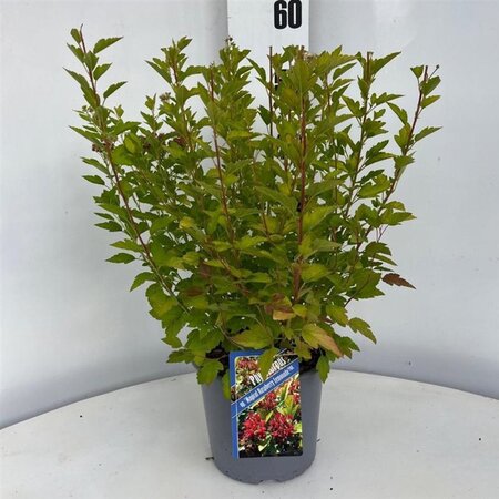 Physocarpus op. Raspberry Lemonade 25-30 cm cont. 3,0L - afbeelding 2
