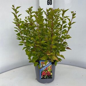Physocarpus op. Raspberry Lemonade 25-30 cm cont. 3,0L - afbeelding 2