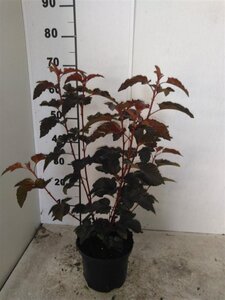 Physocarpus opulif. Summer Wine 40-50 cm cont. 3,0L