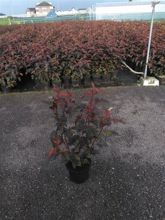 Physocarpus opulif. Summer Wine 40-50 cm cont. 3,0L - afbeelding 2