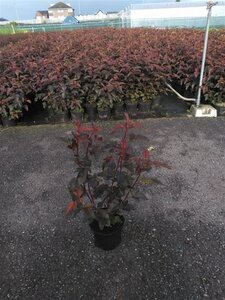 Physocarpus opulif. Summer Wine 40-50 cm cont. 3,0L - afbeelding 2