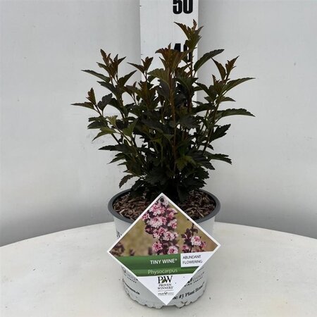 Physocarpus opulif. Tiny Wine 25-30 cm cont. 3,0L - afbeelding 1