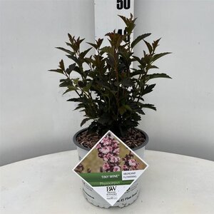 Physocarpus opulif. Tiny Wine 25-30 cm cont. 3,0L