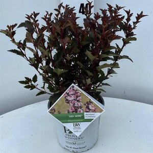 Physocarpus opulif. Tiny Wine 25-30 cm cont. 3,0L - afbeelding 2