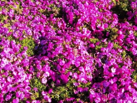 Phlox (D) 'Red Admiral' geen maat specificatie 0,55L/P9cm - afbeelding 2