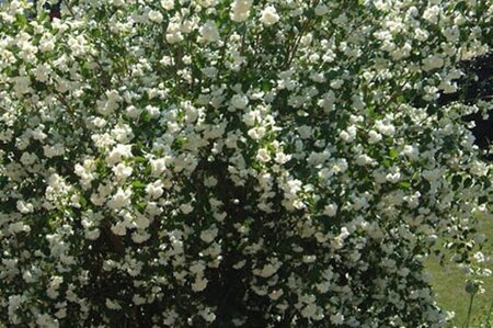 Philadelphus 'Schneesturm' 60-100 cm wortelgoed struik - afbeelding 1