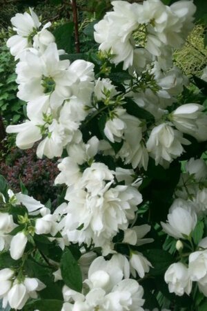 Philadelphus 'Schneesturm' 60-100 cm wortelgoed struik - afbeelding 2