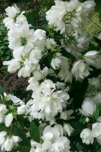 Philadelphus 'Schneesturm' 60-100 cm wortelgoed struik - afbeelding 2