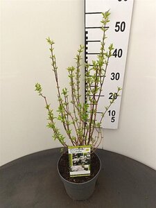 Philadelphus 'Snowbelle' 30-40 cm cont. 3,0L