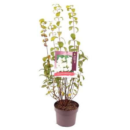 Philadelphus 'Snowbelle' 30-40 cm cont. 3,0L - afbeelding 3