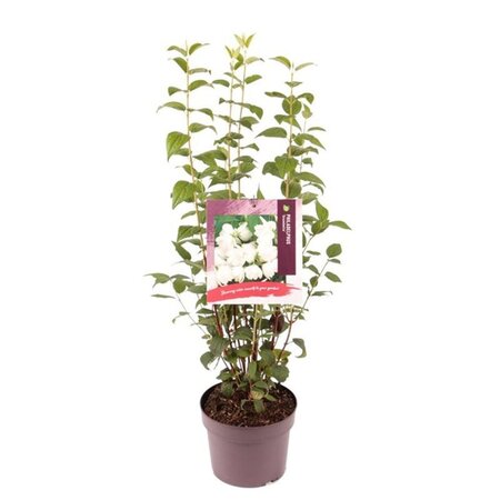 Philadelphus 'Snowbelle' 30-40 cm cont. 3,0L - afbeelding 3