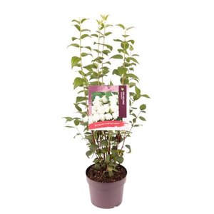 Philadelphus 'Snowbelle' 30-40 cm cont. 3,0L - afbeelding 3