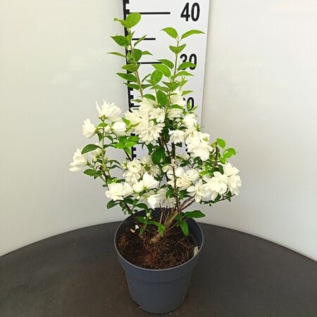 Philadelphus 'Snowbelle' 30-40 cm cont. 3,0L