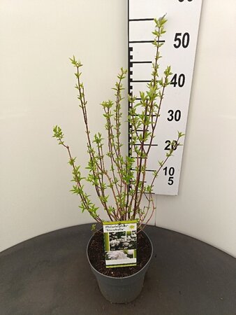 Philadelphus 'Snowbelle' 30-40 cm cont. 3,0L - afbeelding 1