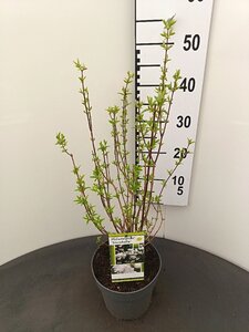 Philadelphus 'Snowbelle' 30-40 cm cont. 3,0L - afbeelding 1