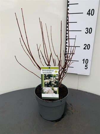 Philadelphus 'Snowbelle' 30-40 cm cont. 3,0L - afbeelding 2