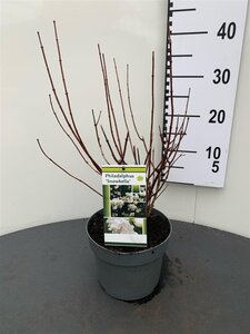 Philadelphus 'Snowbelle' 30-40 cm cont. 3,0L - afbeelding 2