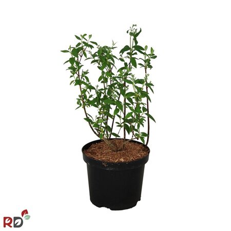 Philadelphus 'Snowbelle' 30-40 cm cont. 3,0L - afbeelding 2