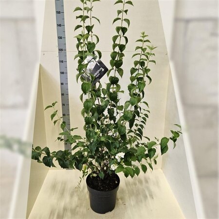 Philadelphus 'Virginal' 100-125 cm cont. 10L