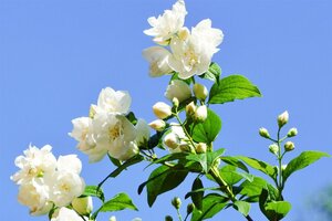 Philadelphus 'Virginal' 100-125 cm wortelgoed 3-5 tak struik - afbeelding 2