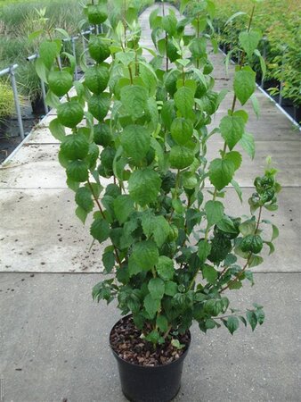 Philadelphus 'Virginal' 175-200 cm RB - image 3