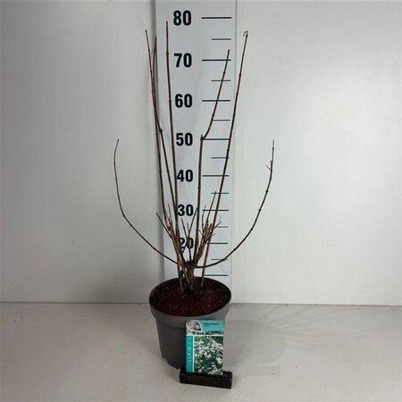 Philadelphus 'Virginal' 50-60 cm cont. 3,5L