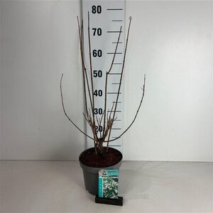 Philadelphus 'Virginal' 50-60 cm cont. 3,5L