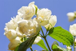 Philadelphus 'Virginal' 60-100 cm wortelgoed 3-5 tak struik